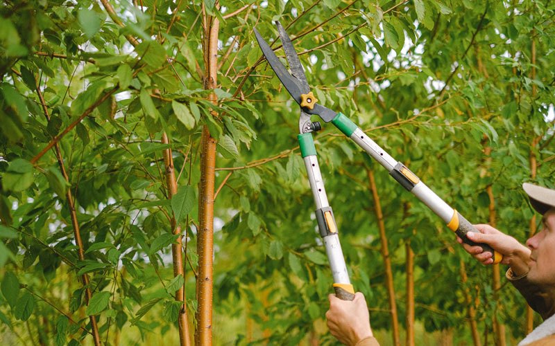 Tree trimming in Kila, MT